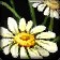 Tess's Peacebloom
